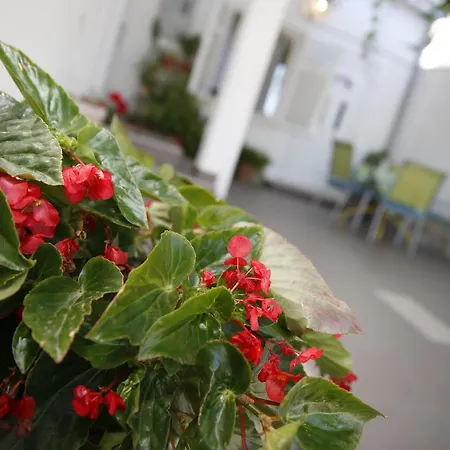 Lambasa * فوديس